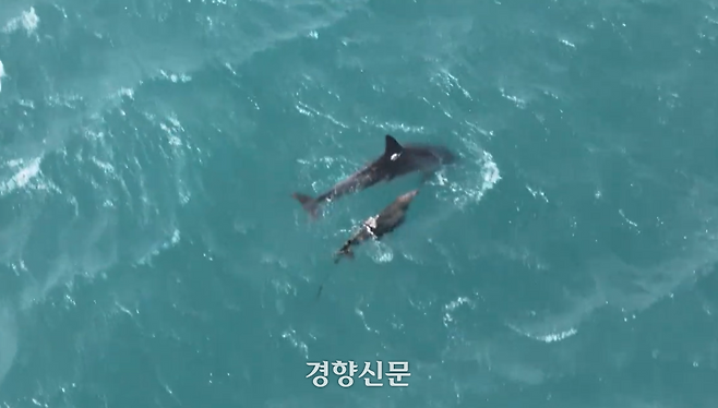 폐어구가 얽혀 등지느러미가 잘려나가고 있는 어린 제주 남방큰돌고래. 지난 2월22일 찍힌 모습. 핫핑크돌핀스 제공