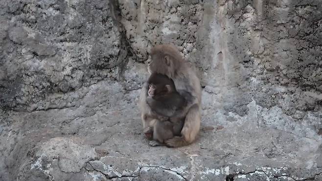 다른 원숭이 품에 안겨 있는 펀치 [이치카와 동물원 SNS]