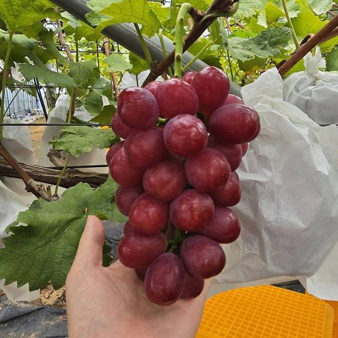 경북 상주시 평산리 신희용 농가의 ‘글로리스타’. 롯데백화점 제공