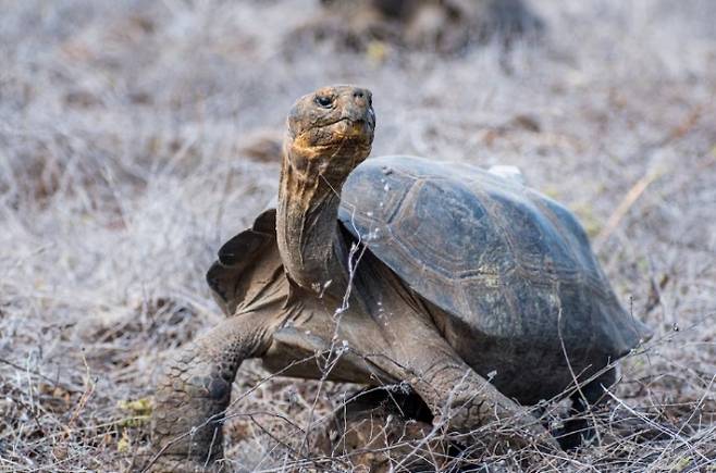 에콰도르 환경부가 방사한 자이언트거북. 에콰도르 환경부 제공