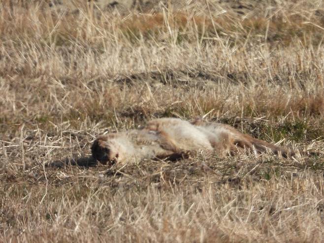수달 사체. (사진 제보자 제공)/뉴스펭귄