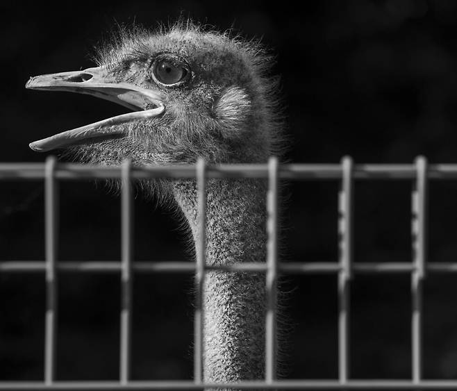 너는 대단한 몸집과 억센 근육을 가지고도, 공격보다는 달아나는 데 열중하지. 큰 눈은 멀리 있는 포식자를 가까이 보게 하고, 옆에 달려 넓어진 시야각으로 더 많은 것을 보지. 본 것을 얼마큼 남기고 얼마큼 버릴까. 겁이 많은 너는 끊임없이 두리번거리며, 달걀 한 판에 버금가는 아름다운 알을 낳는구나. 2025년 광주광역시.
