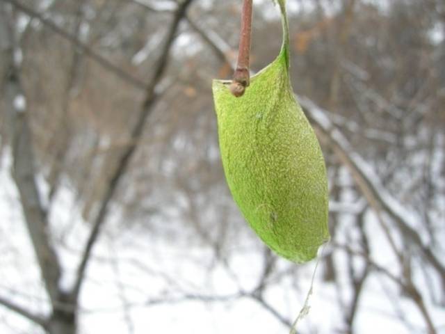 ▲ 유리산누에나방 고치