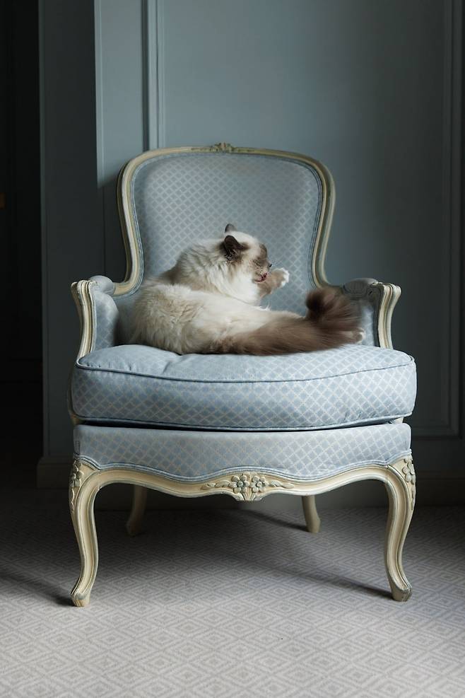 1대 고양이 ‘파라오’의 뒤를 이어 새 마스코트로 부임한 고양이 ‘소크라테’. p135 © The Social Food, extrait du livre Le Bristol Paris, Flammarion