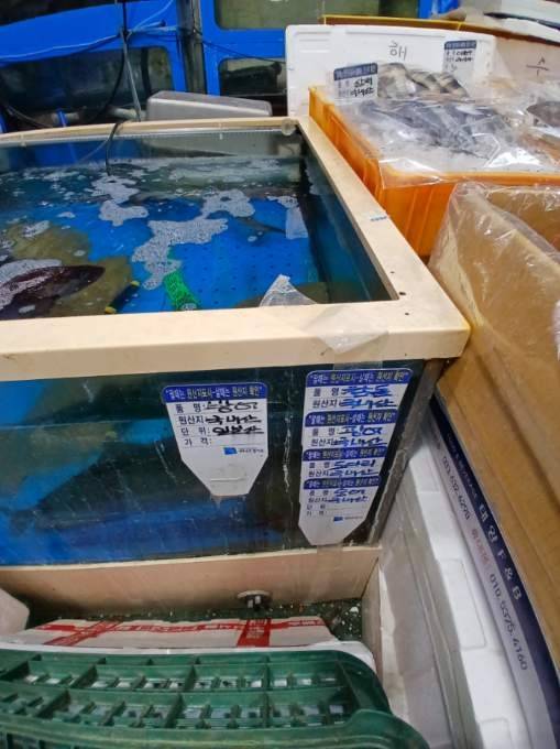 수산물 원산지를 거짓 표시한 인천의 한 횟집의 수조. 인천시 제공