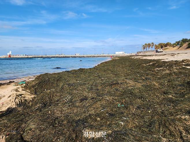 9일 오후 제주 이호 해수욕장에 쌓인 괭생이모자반. 박미라 기자