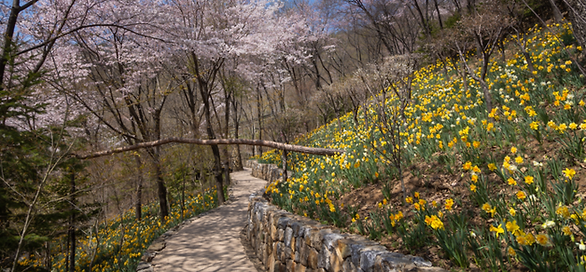 4월 말까지 ‘봄 수선화 축제’를 진행하는 화담숲 / 사진 = 곤지암리조트