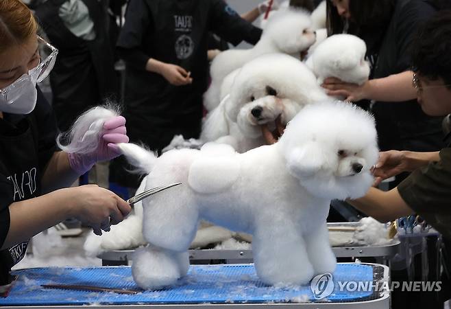 애견 미용 콘테스트 [연합뉴스 자료사진]