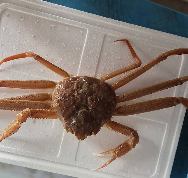 일본 홋카이도(북해도)산 대게. /박윤식 기자