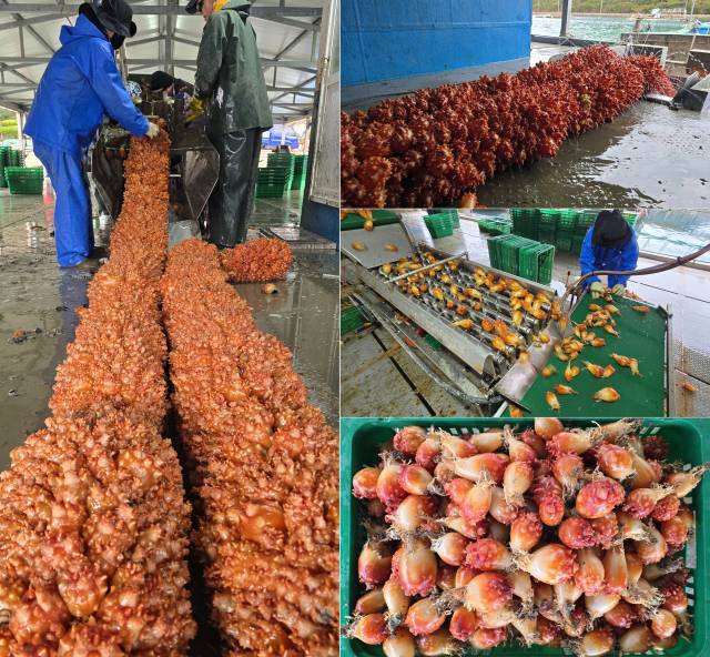 26일 오전 통영시 산양읍 영운리 물량장에서 ‘바다의 꽃’이라 불리는 멍게(우렁쉥이) 수확 작업이 한창이다. 김민진 기자