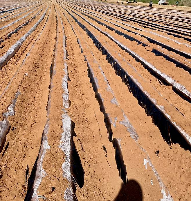충남 논산시의 한 밭의 모습. 함형서 기자