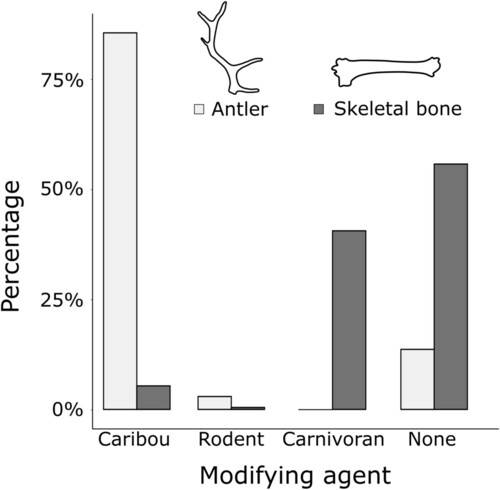 뿔(옅은 회색)과 뼈(짙은 회색)에 각 동물이 남긴 흔적의 비율을 나타낸 그래프. 매디슨 게타노/신시내티대 제공