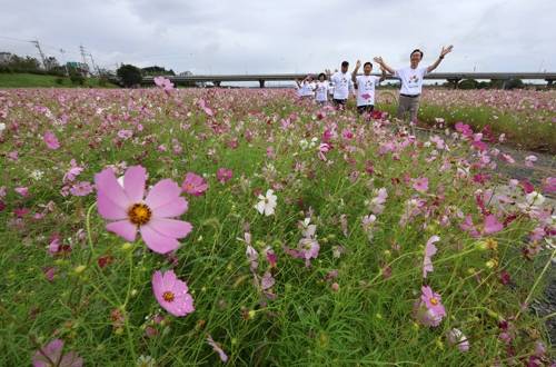 1억 송이 코스모스 만개한 나주 영산강둔치 모습 [연합뉴스 자료]