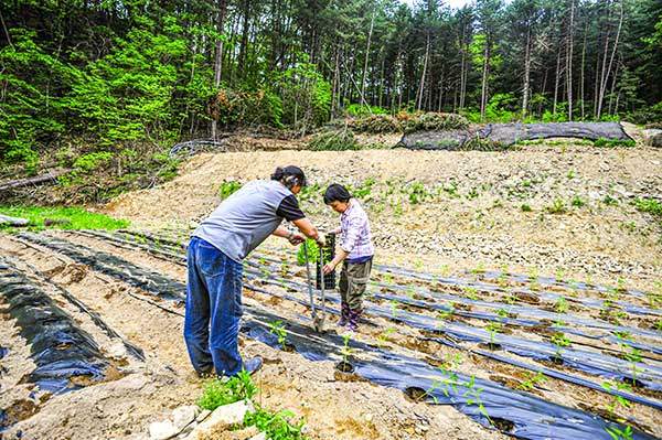 농사 규모가 점점 커지면서 일이 늘어났지만, 수확한 채소의 상당수는 버리게 된다.