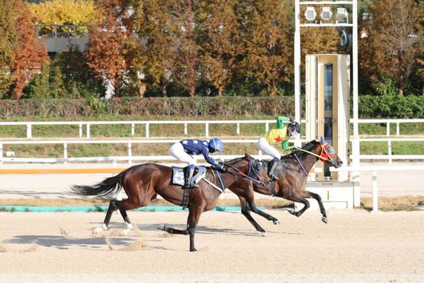 경기 과천의 렛츠런파크  경마 레이스에서 경주마들이 결승선을 향해 질주하고 있다. 한국마사회