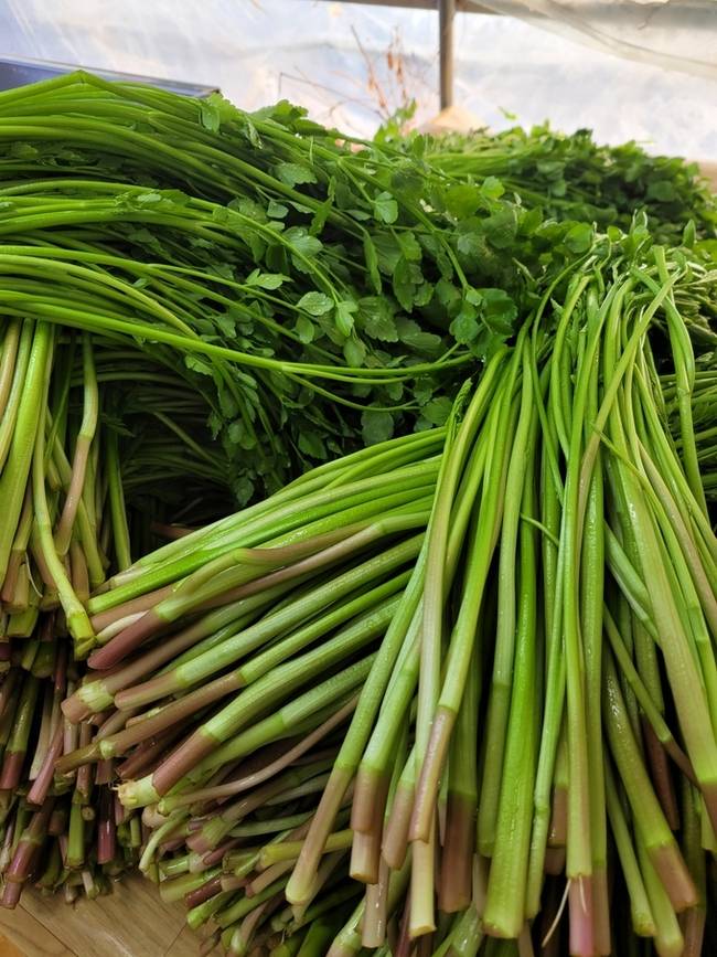 ▲ 경산시 용성면의 '육동 미나리 단지'가 본격적인 성출하기를 맞아 봄의 시작을 알리고 있다. 육동 미나리 . 경산시.