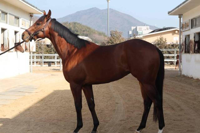 클러치위너./한국마사회/