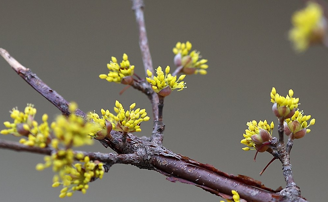 지난 26일 부산 북구의 한 도로변에 산수유꽃이 개화했다. ⓒ연합뉴스