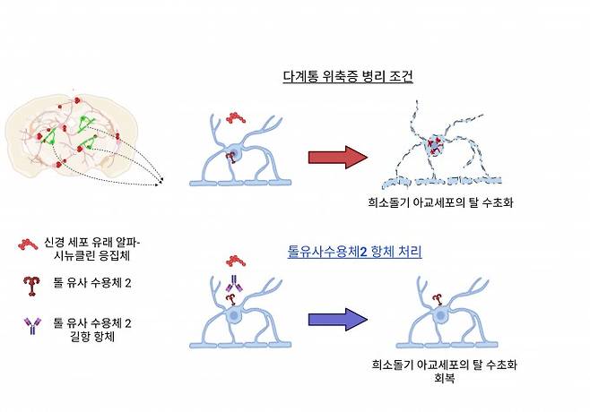 항체 치료 전(위)과 후(아래) 비교. 신경세포에서 나온 알파-시뉴클린 덩어리가 톨유사수용체2를 통해 희소돌기아교세포로 흡수되면 신경 절연막이 벗겨진다(위). 항체로 수용체를 차단하면 단백질 유입이 줄고 절연막이 회복된다(아래). 배은진 서울대&nbsp;의과대&nbsp;연구교수 제공