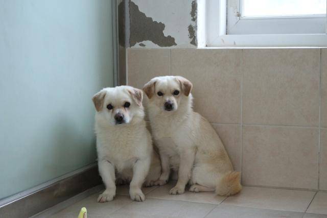 구조 이후 온센터에 입소한 짝쿵이(오른쪽)와 쿵짝이의 모습. 목욕 등 위생관리에 어려움이 있지만, 예전보다 두려움은 많이 극복한 편이다. 동물자유연대 제공