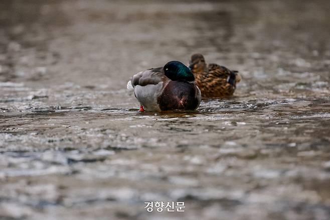 큰일교차를 보인 27일 원앙 한쌍이 서울 청계천에서 낮잠을 자고 있다. 2026.2.27 이준헌 기자