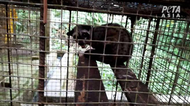 인도네시아 루왁커피 농장에서 발견된 사향고양이.[PETA 홈페이지 갈무리]