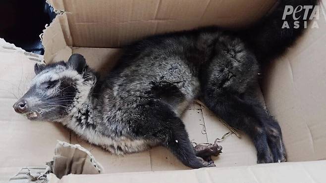 인도네시아 루왁커피 농장에서 발견된 사향고양이.[PETA 홈페이지 갈무리]