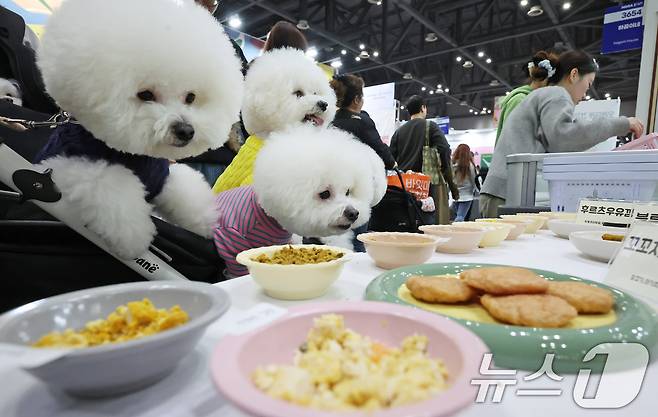 지난해 11월 23일 경기 고양시 킨텍스에서 진행중인 '2025 메가주 일산'을 찾은 반려견들이 간식을 바라보고 있다.ⓒ 뉴스1 장수영 기자