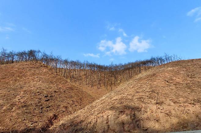 지난 2월 19일 경북 영덕군 축산면의 한 야산. 지난해 3월 경북 의성 산불이 51km 떨어진 이곳 영덕까지 들이닥치면서 임야를 초토화시켰다. 지난 가을부터 피해를 입은 임야의 나무를 베고 있는 중이다. 주민들은 ″벌거벗은 산 때문에 산사태가 걱정된다″고 했다. 김홍준 기자