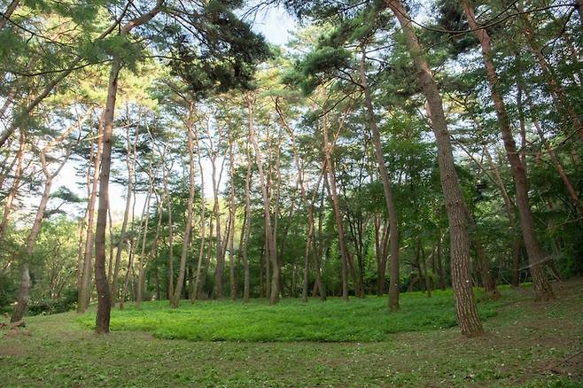 강원 영월 청령포 관음송 / 사진 = 한국관광공사