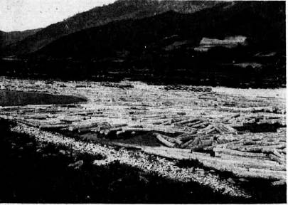 ◇강원 연습림에서 원시림을 벌목해 남강을 통해서 동해안으로 운송하는 모습.