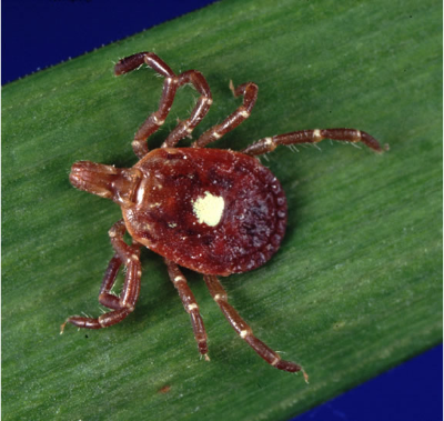 北米原産の病気媒介ダニ「外錐ダニ」。写真=ウィキペディア/ CDC