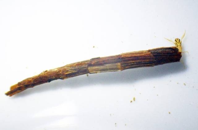 ▲ 굴뚝날도래 애벌레