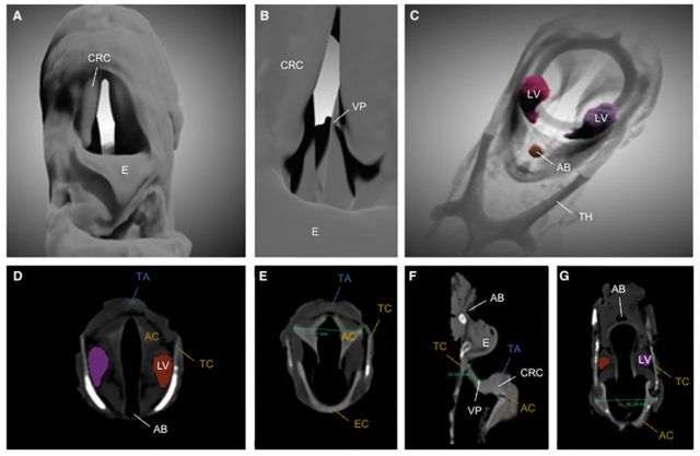 논문에 실린 말 후두 컴퓨터단층촬영(CT) 사진. 커런트 바이올로지