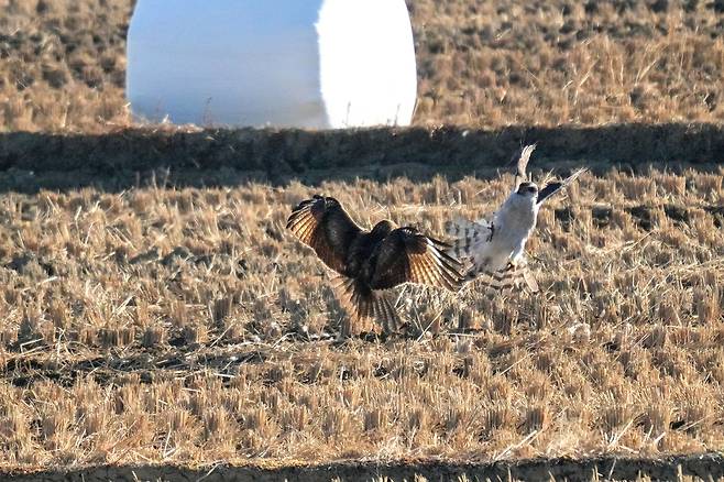 지난 1월 16일 울산에서 포착된 먹이두고 대치하는 참매와 말똥가리 [윤기득 사진작가 제공. 재판매 및 DB 금지]