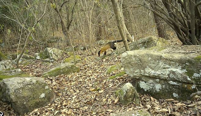 부산 금정산에서 포착된 멸종위기 야생동물 2급 담비 [부산 금정산국립공원준비단 제공. 재판매 및 DB 금지]
