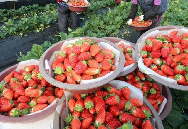 경남 밀양시 삼랑진읍 임천마을 비닐하우스에서 자란 딸기. 부산일보 DB