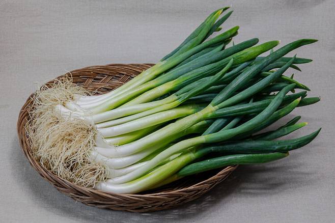 대파는 뿌리째 비닐봉지에 넣어두면 내부에 수분이 맺혀 빠르게 물러서 상하기 쉽다. 사진=클립아트코리아