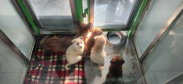 지자체 동물보호소에서 머물고 있는 개들의 모습. 과잉번식된 개들은 지자체 보호소에서 입양자를 기다리가 안락사된다. 동물복지문제연구소 어웨어 제공