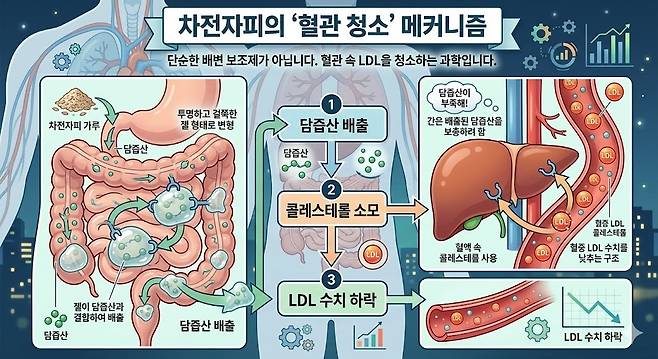 차전자피의 '혈관 청소' 메커니즘. 제미나이 생성 그래픽