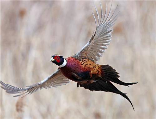 남대천 모래톱으로 날아가는 꿩(장끼) [촬영 유형재]