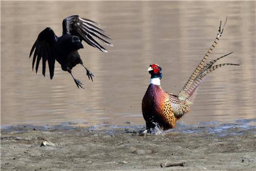 장끼에게 도전하는 까마귀 [촬영 유형재]