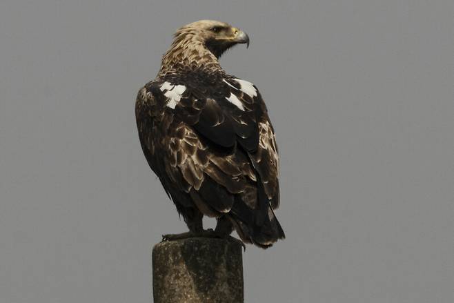 인천 강화도 교동평야에서 어린 시절을 보내며 성조로 성장해 온 흰죽지수리.
