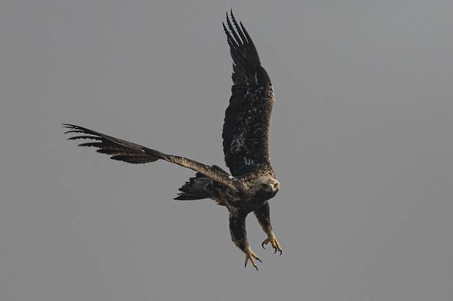 2023년 2월, 흰죽지수리의 비상.