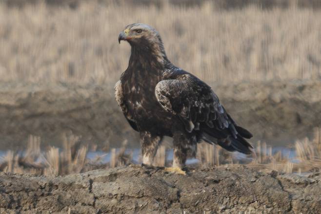 2023년 2월, 흰죽지수리가 늠름한 성조의 모습을 갖춰가고 있다. 나무 위보다 지상에 있을 때 경계 행동이 더욱 두드러진다.