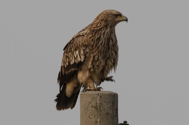 2024년 3월, 교동평야로 데려왔던 두 번째 새끼 흰죽지수리가 어미 곁에서 관찰되었다. 월동 초기에는 어미가 이동을 이끌었다.