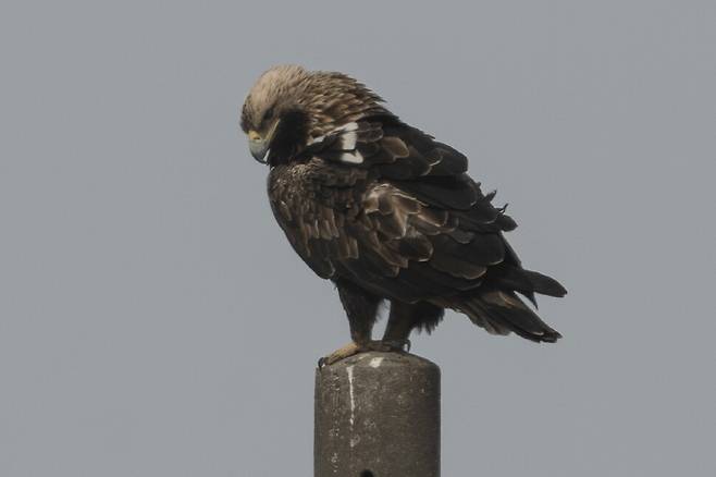 지난 2월, 흰죽지수리가 전봇대 위에 앉아 땅 위의 움직임을 주의 깊게 살펴본다.