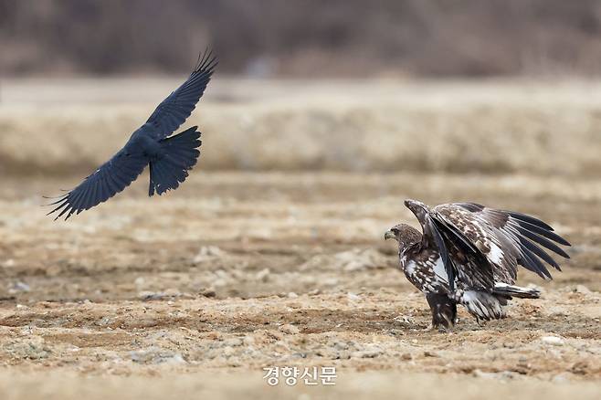 독수리식당을 찾은 흰꼬리수리와 까마귀가 신경전을 벌이며 독수리 몫의 돼지고기를 먼저 먹고 있다. 식당 주변에는 독수리 뿐만 아니라 다양한 새와 동물들이 서식하고 있다.