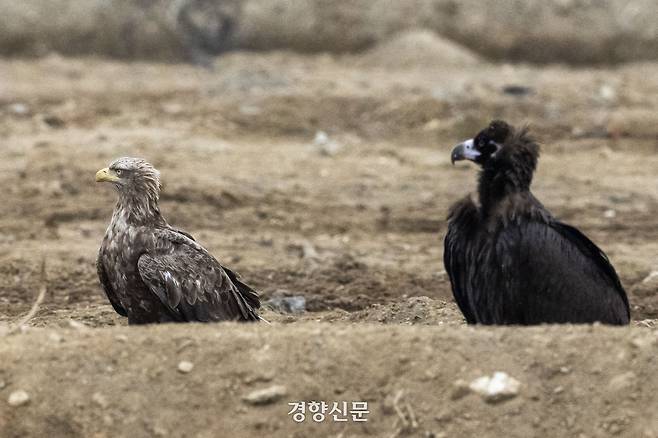 독수리식당을 찾은 독수리와 흰꼬리수리가 나란히 앉아 있다.