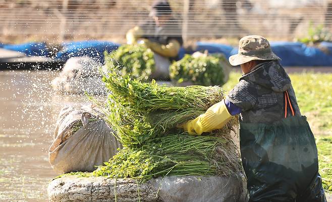 Foreign workers harvest dropwort at a field in Cheolma-myeon, Gijang County, Busan, on Dec. 15, 2025. [YONHAP]